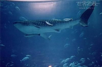 最大的龍魚(yú)館：世界上最大的龍魚(yú)館是什么？