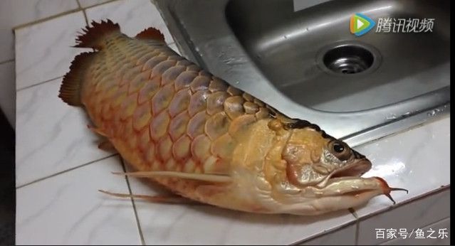 龍魚立鱗表現：如何判斷龍魚立鱗病的嚴重程度
