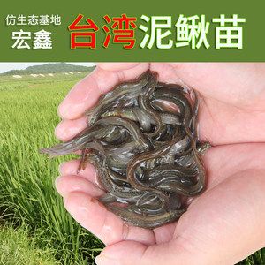 龍魚吃小泥鰍，龍魚吃小泥鰍是一種常見的喂食方式，但需要注意一些處理方法