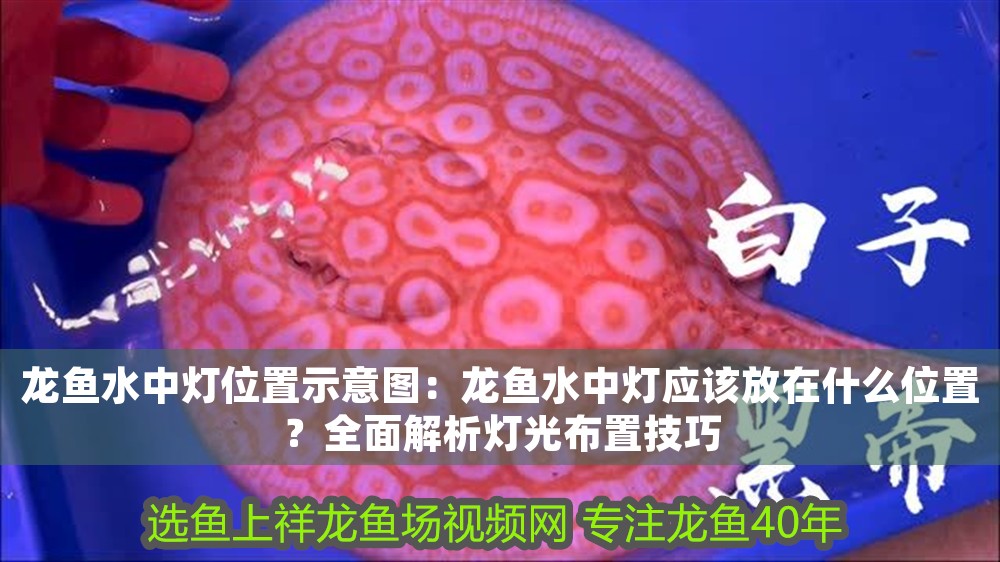龍魚水中燈位置示意圖：龍魚水中燈應(yīng)該放在什么位置？全面解析燈光布置技巧