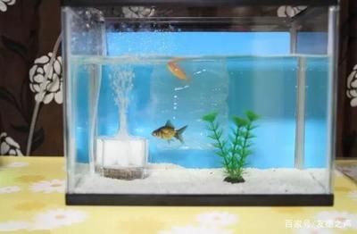 質量好的魚缸（小米智能魚缸哪個牌子好）
