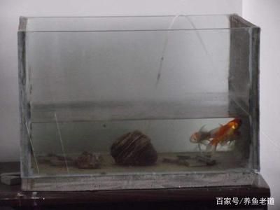 質量好的魚缸（小米智能魚缸哪個牌子好）