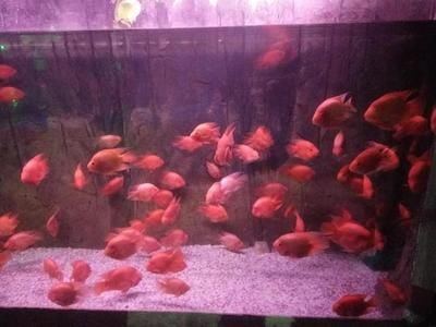 質量好的魚缸（小米智能魚缸哪個牌子好）