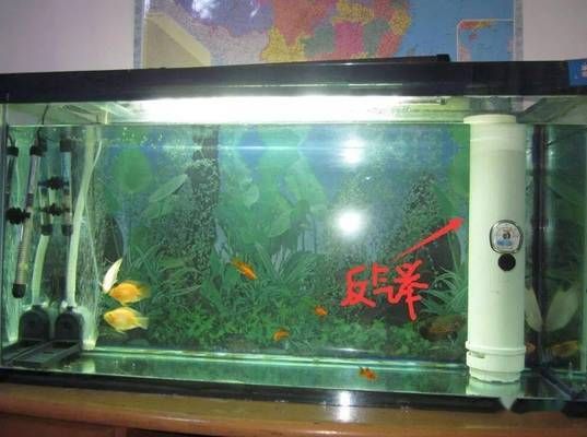 龍魚魚缸過濾系統圖解說明怎么寫（龍魚魚缸的過濾系統圖解）