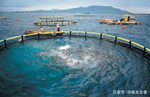 墨魚可以用魚缸養嗎：墨魚養殖的市場前景如何，墨魚繁殖的最佳季節是什么時候