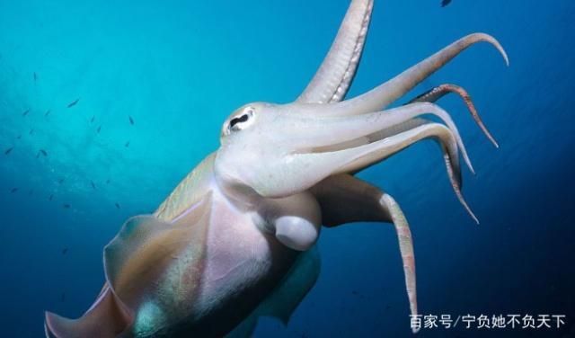 墨魚可以用魚缸養嗎：墨魚養殖的市場前景如何，墨魚繁殖的最佳季節是什么時候