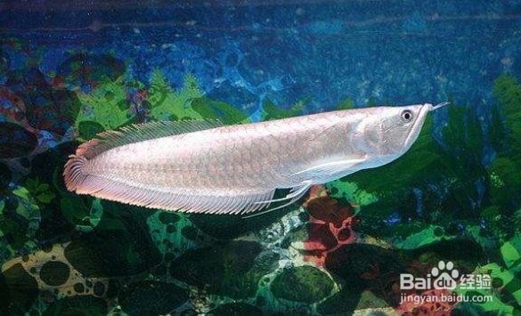 銀龍魚雌雄大小