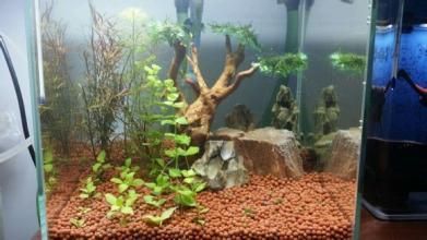 陶粒在魚缸中的應用：自制水族箱過濾系統的構建與維護水族箱生態系統的指南