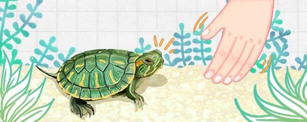 龍魚最佳水溫：龍魚的水溫多少合適釣魚，專業指南