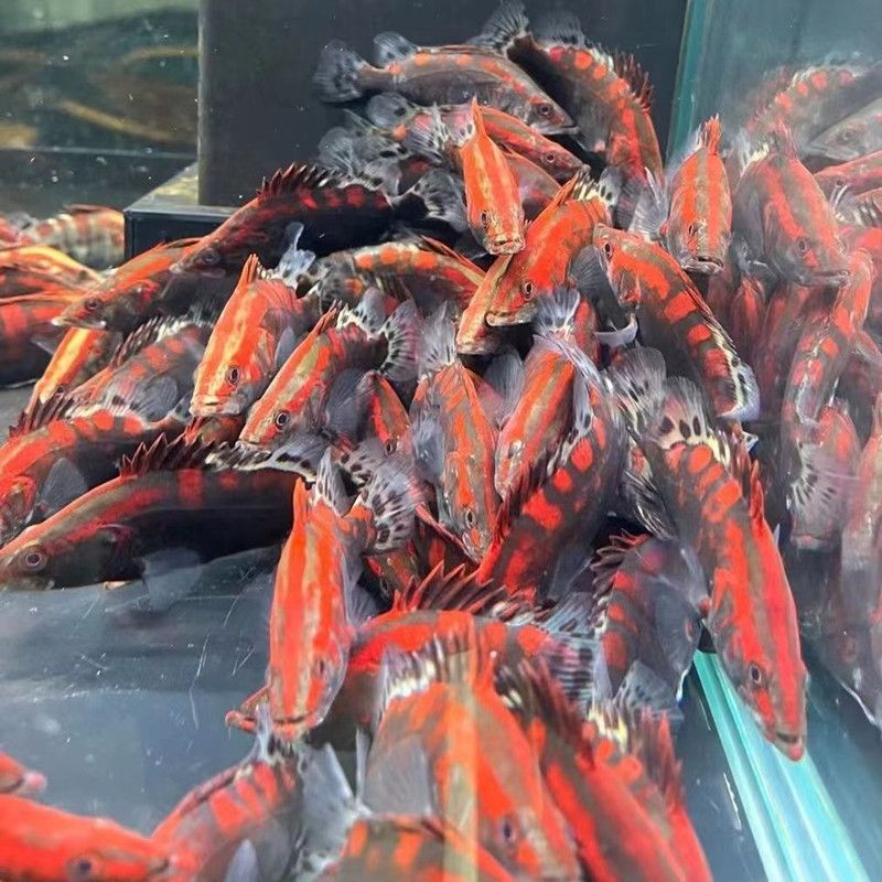 龍魚和翹嘴區別在哪：東南亞龍魚品種多樣性探究,如何區分龍魚的雌雄？
