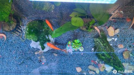 森森魚缸養魚視頻：森森魚缸養魚視頻展示
