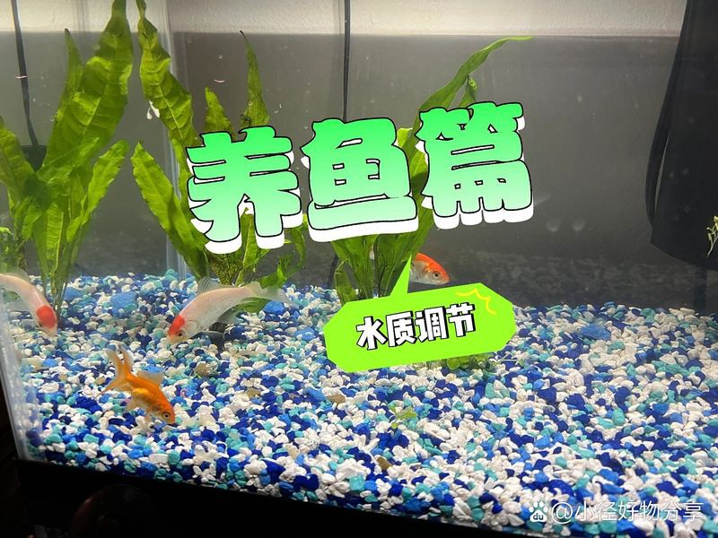 如何設(shè)置過背金龍魚缸的水質(zhì)？