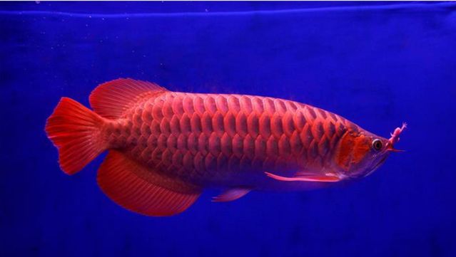 龍魚有幾種那種最貴（哪一種龍魚被認為是最貴的龍魚品種？）