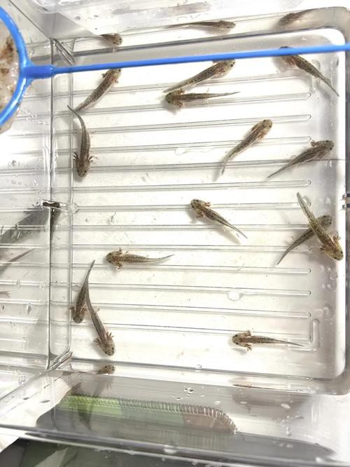 六角恐龍魚飼養(yǎng)須知圖片