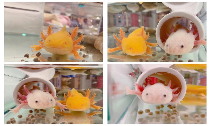 六角恐龍魚飼養(yǎng)須知圖片