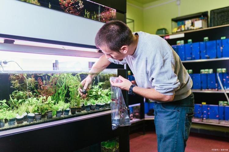 六角恐龍魚飼養(yǎng)須知圖片