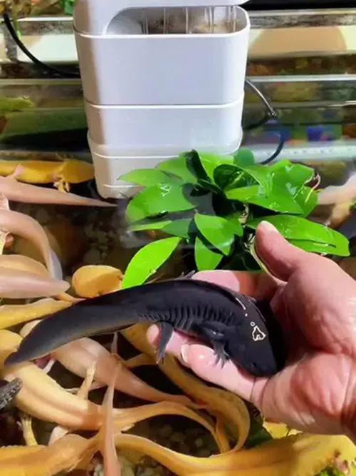 六角恐龍魚飼養(yǎng)須知圖片