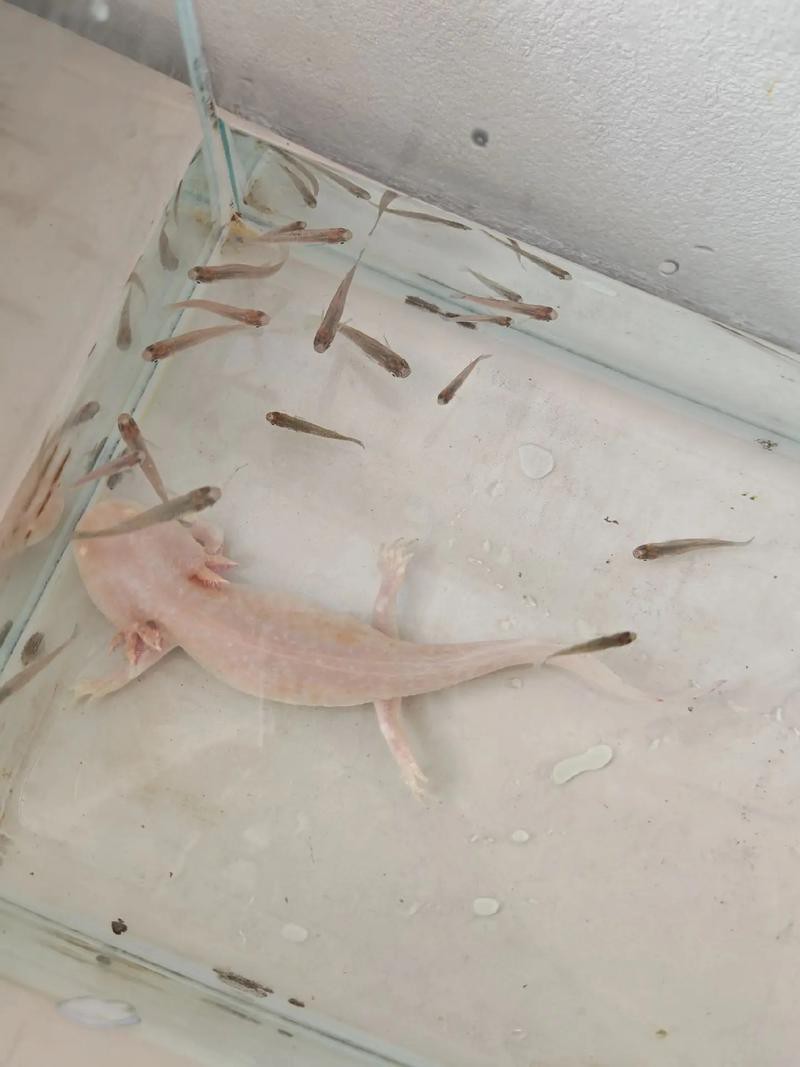 六角恐龍魚飼養(yǎng)須知圖片