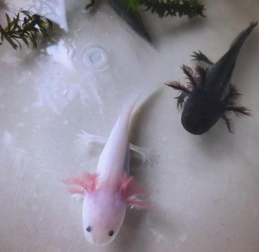 六角恐龍魚飼養(yǎng)須知圖片