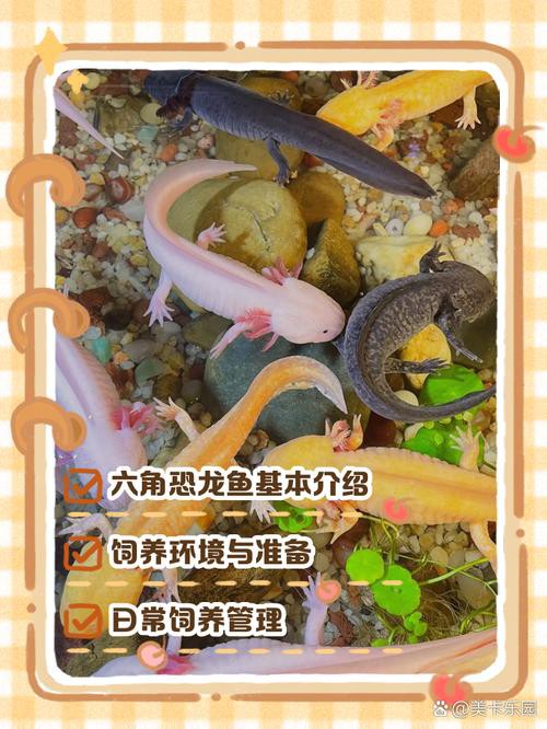 六角恐龍魚飼養(yǎng)須知圖片