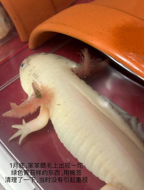 六角恐龍魚飼養(yǎng)須知圖片