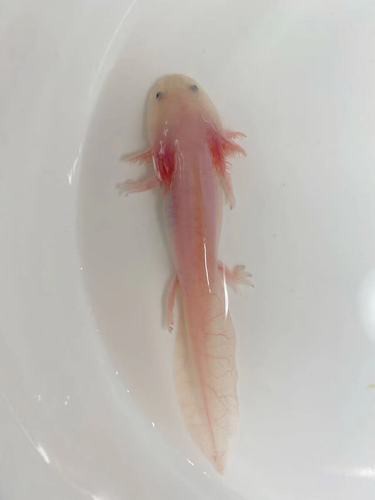 六角恐龍魚飼養(yǎng)須知圖片