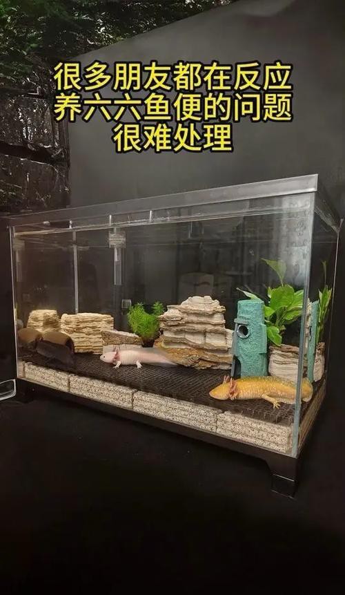 六角恐龍魚飼養(yǎng)須知圖片