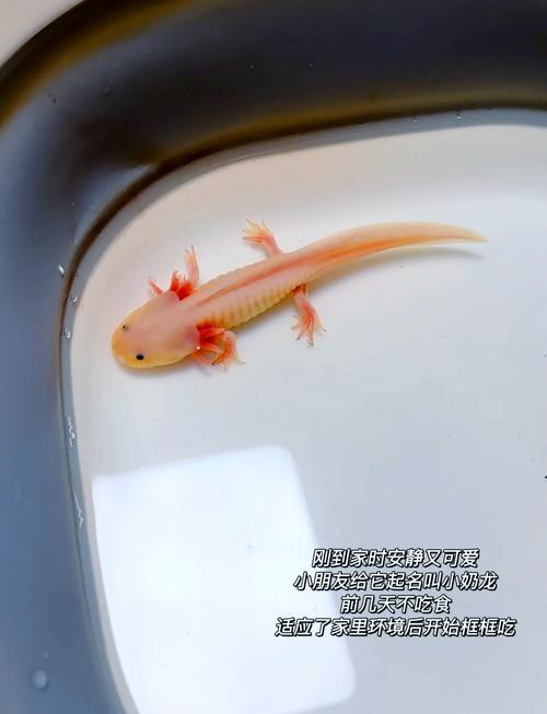 六角恐龍魚飼養(yǎng)須知圖片