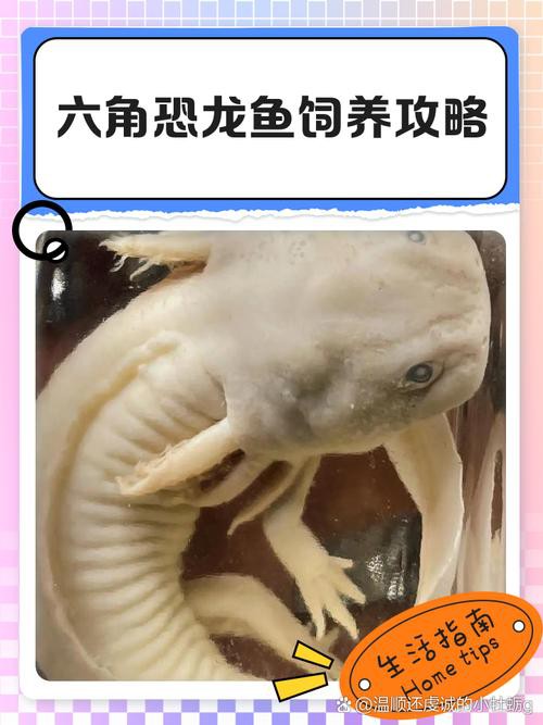 六角恐龍魚飼養(yǎng)須知圖片