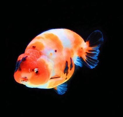 金龍魚老頭魚特征（關于金龍魚老頭魚的詳細描述）