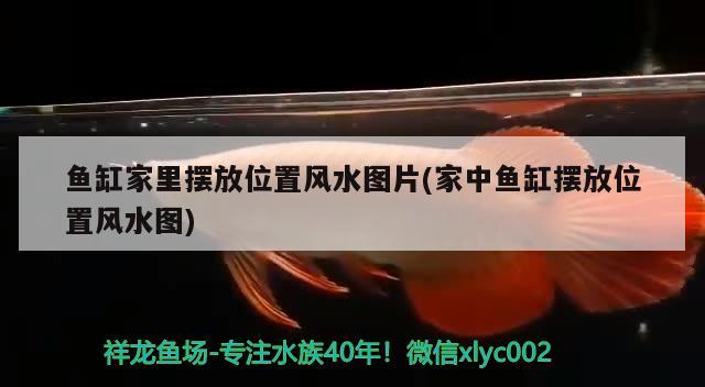 北京西紅門玉寶水族店