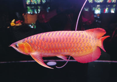 察北區(qū)鳥魚花香購物城：