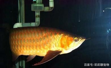 紅龍魚的顏色種類有哪些（紅龍魚的種類及種類大全）