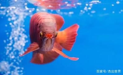 紅龍魚的顏色種類有哪些（紅龍魚的種類及種類大全）