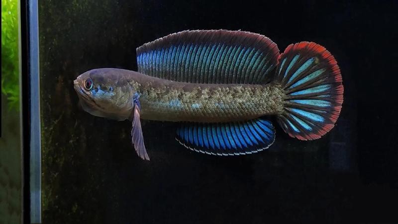 雷龍魚值得養(yǎng)嗎知乎小說