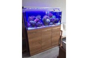 觀景魚缸的養護方法視頻（養魚新手入門指南，）