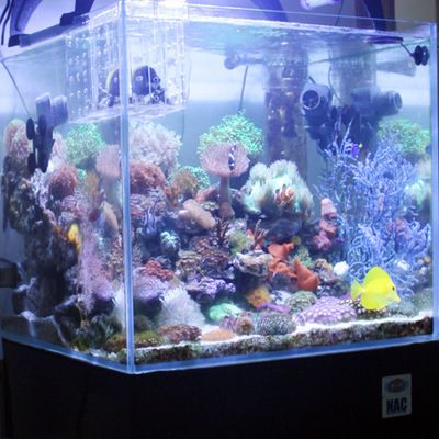 觀景魚缸的養護方法視頻（養魚新手入門指南，）