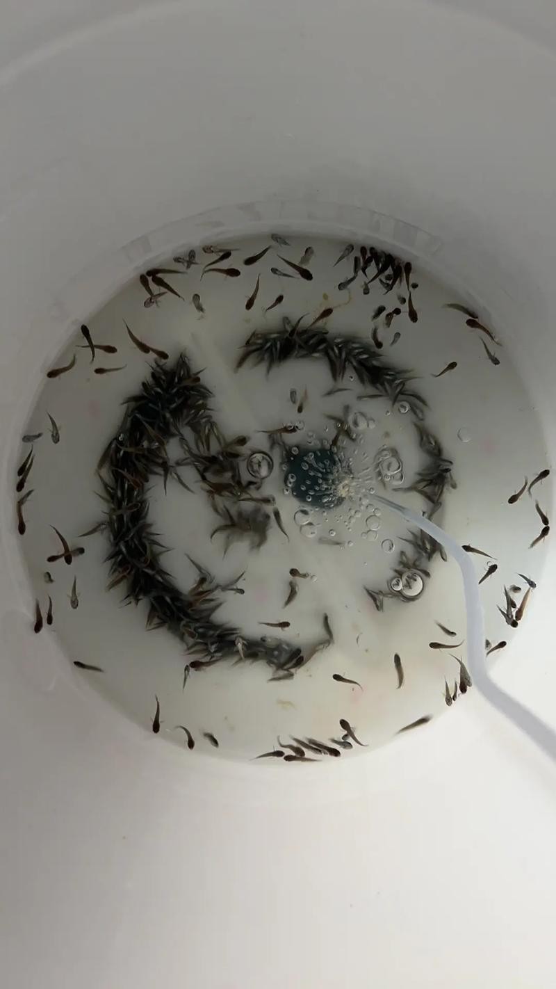 雷龍魚幼苗吃什么長得快