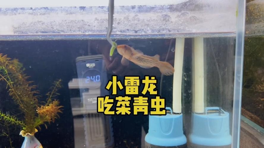 雷龍魚幼苗吃什么長得快