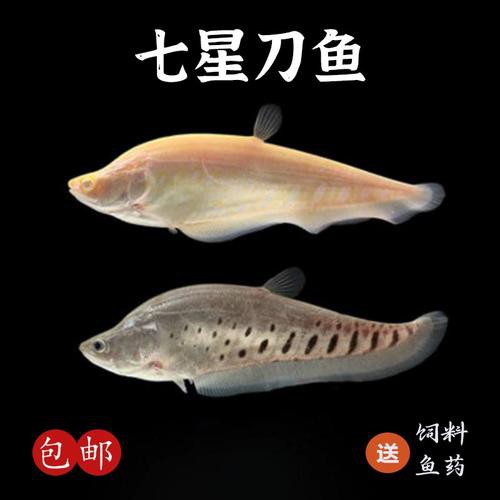 白化銀龍魚(yú)圖片