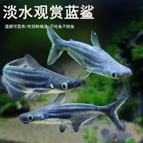 白化銀龍魚(yú)圖片