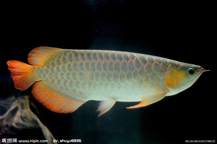 白化銀龍魚(yú)圖片