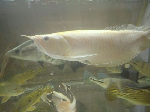 白化銀龍魚(yú)圖片