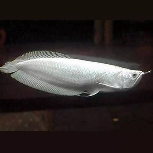 白化銀龍魚(yú)圖片