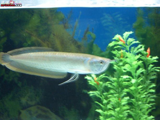 白化銀龍魚(yú)圖片