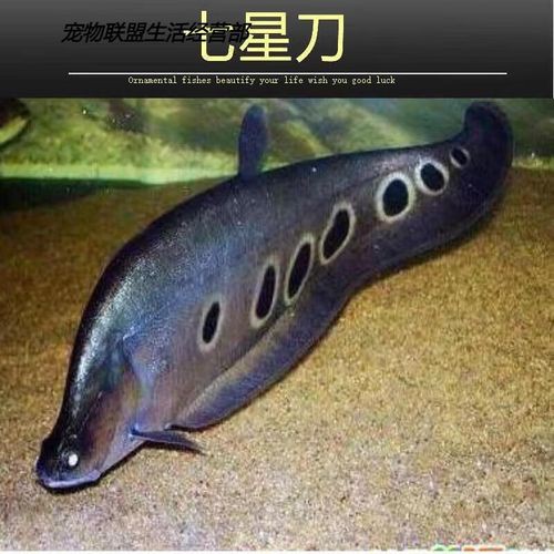 白化銀龍魚(yú)圖片
