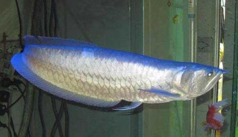 白化銀龍魚(yú)圖片