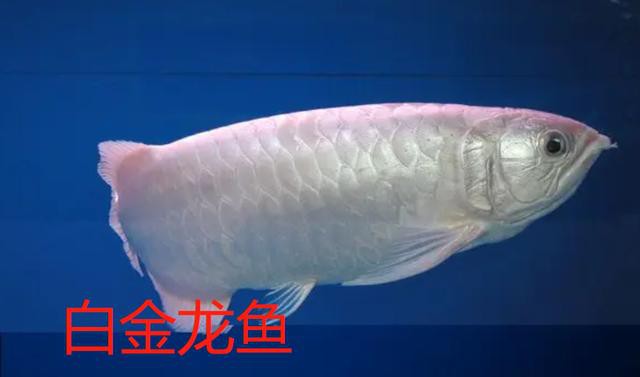 白化銀龍魚(yú)圖片