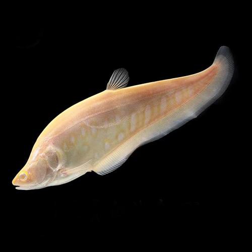 白化銀龍魚(yú)圖片