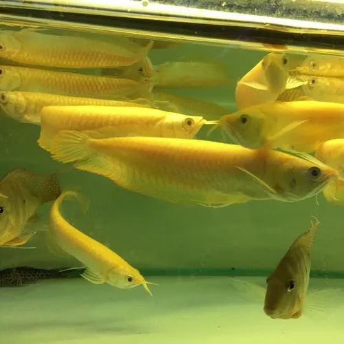 白化銀龍魚(yú)圖片